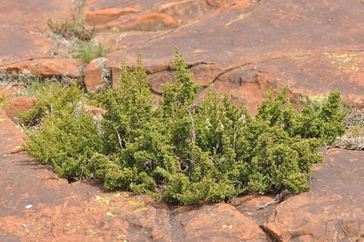 Myrothamnus flabellifolia, conhecida como 'planta da ressurreição' - Andrew Hankey/iNaturalist