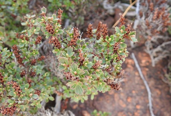 Myrothamnus flabellifolia, conhecida como 'planta da ressurreição' - Matthew Fainman/iNaturalist