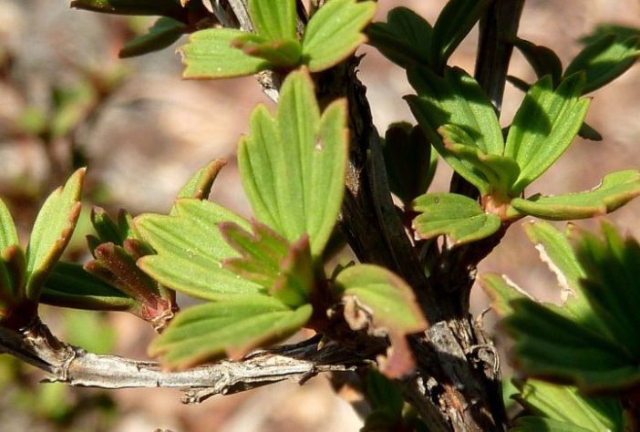 Myrothamnus flabellifolia, conhecida como 'planta da ressurreição' - Wikimedia Commons/JMK