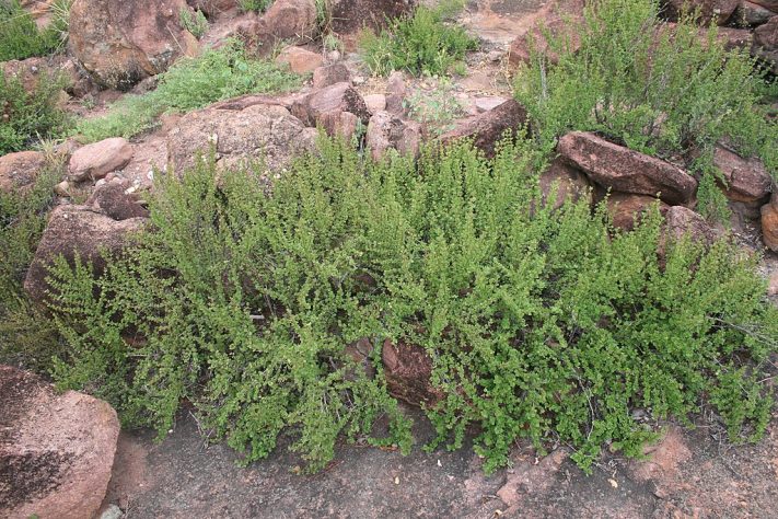 Myrothamnus flabellifolia, conhecida como 'planta da ressurreição' - Wikimedia Commons/JMK