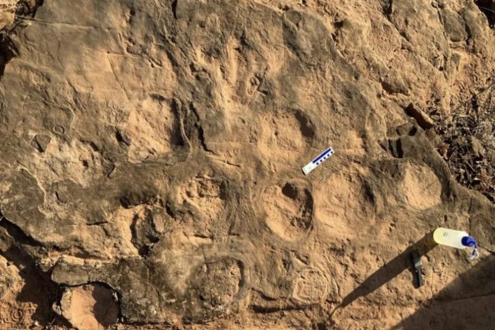 Pegadas de dinossauros encontradas em São Paulo - Bruno Navarro/Arquivo pessoal