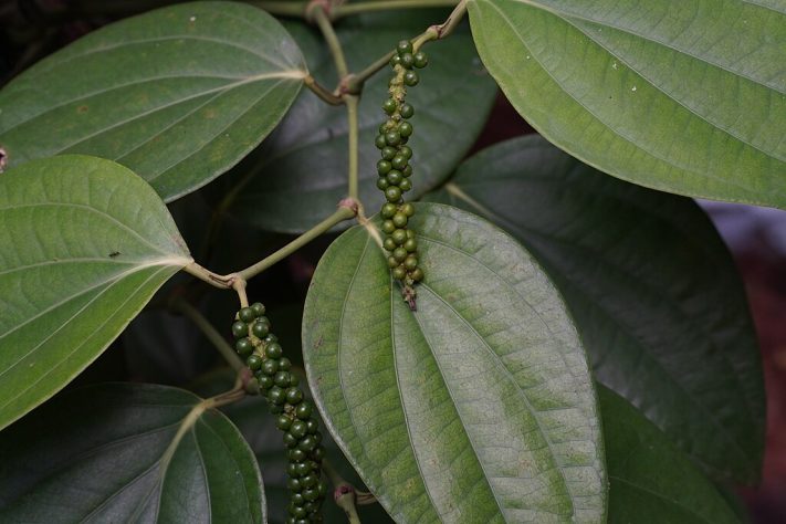 Pimenta-do-reino – Wikimedia Commons/Vengolis