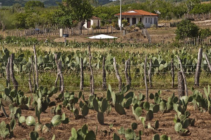 Segundo os autores do estudo, além de nomear novas espécies, o trabalho busca ampliar o conhecimento científico e chamar atenção para a preservação do bioma exclusivo do Brasil, valorizando o patrimônio natural do semiárido.