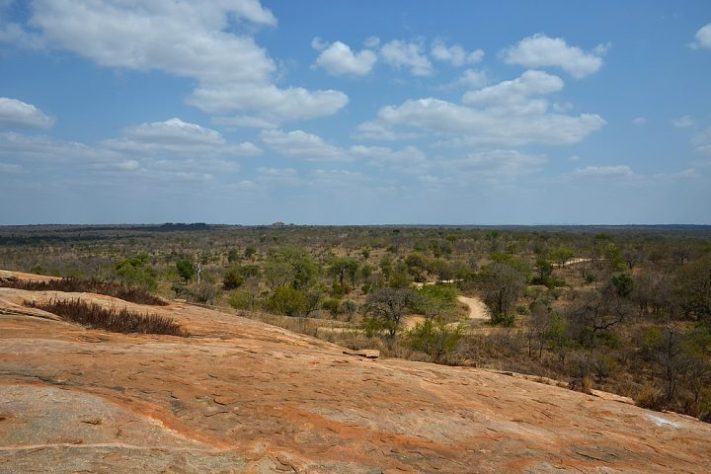 Myrothamnus flabellifolia, conhecida como 'planta da ressurreição' - Pavel Špindler - Panoramio 