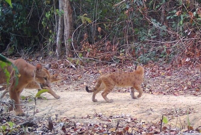 Nascimento de onças-pardas trigêmeas reforça esperança na conservação da Mata Atlântica