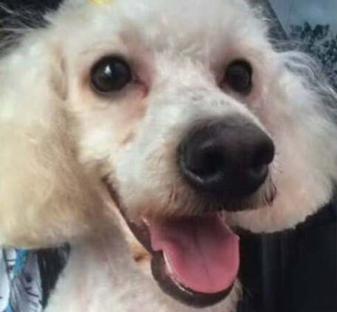Morre poodle atacado por pitbull; cães ferozes atacam em série no Brasil