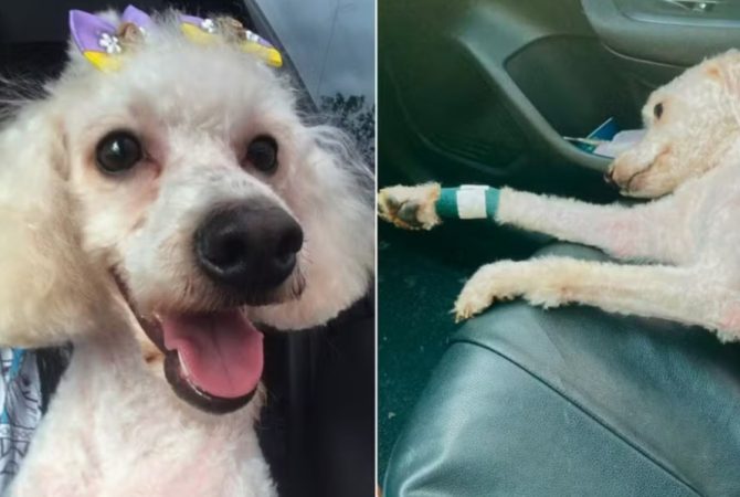 Poodle é atacado por pitbull e morre; cães ferozes atacam em série no Brasil e continuam pelas ruas