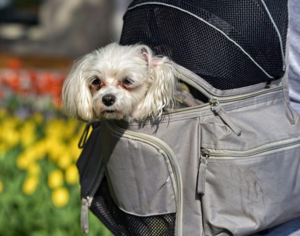 Mochila