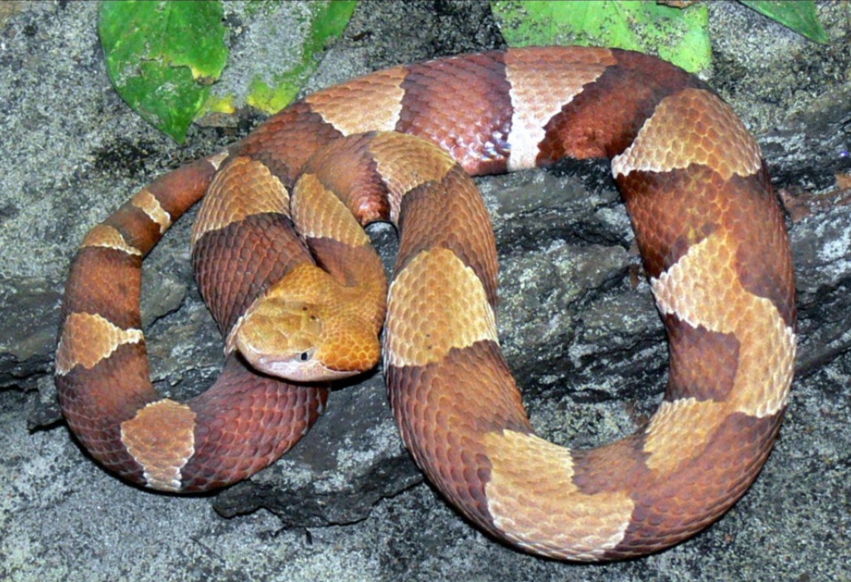 A víbora-cabeça-de-cobre (Agkistrodon contortrix) é uma serpente venenosa comum no leste e sudeste dos Estados Unidos, reconhecida pela coloração acobreada da cabeça. Seu veneno é potente, mas raramente fatal para humanos, embora cause dor intensa e inchaço.
