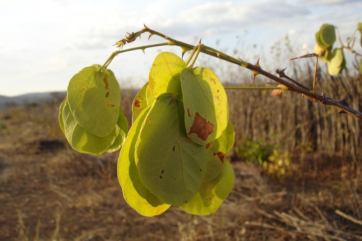 Semiárido cearense — Wikimedia Commons/Estêvão Lima Arrais