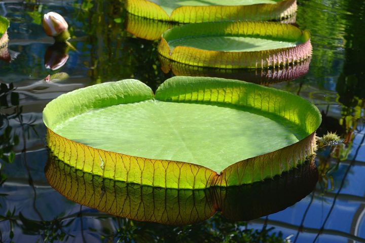 Originária da região amazônica, especialmente de rios e lagos do Brasil, Peru, Bolívia e Guiana, essa planta pertence ao gênero Victoria.