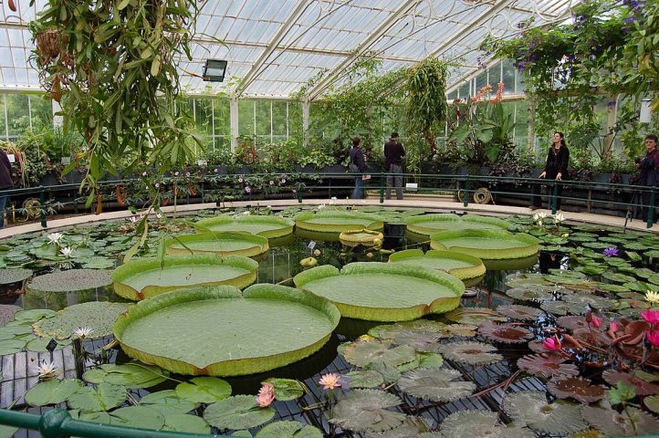 Hoje, jardins botÃ¢nicos ao redor do mundo cultivam essas plantas em estufas aquÃ¡ticas, e sua beleza ainda impressiona visitantes.