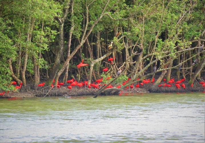<p>O guará-vermelho já foi muito abundante no litoral brasileiro, mas sofreu declínio populacional.<br />
A caça e a destruição de habitats foram os principais fatores dessa redução.</p>
