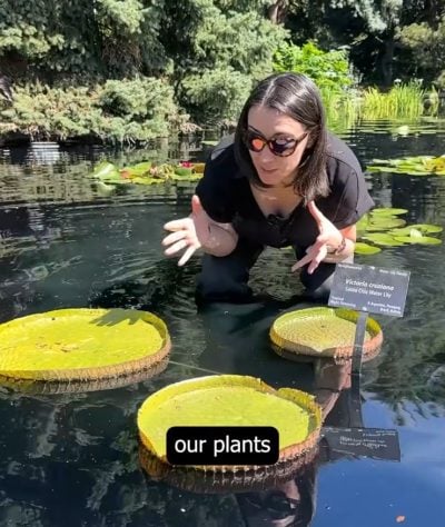 Jardim botânico dos Estados Unidos promove concurso inusitado para definir vitória-régia mais resistente - Reprodução/Instagram @denverbotanic