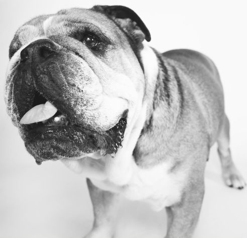 Lewis Hamilton e seu cachorro Roscoe – Reprodução @roscoelovescoco