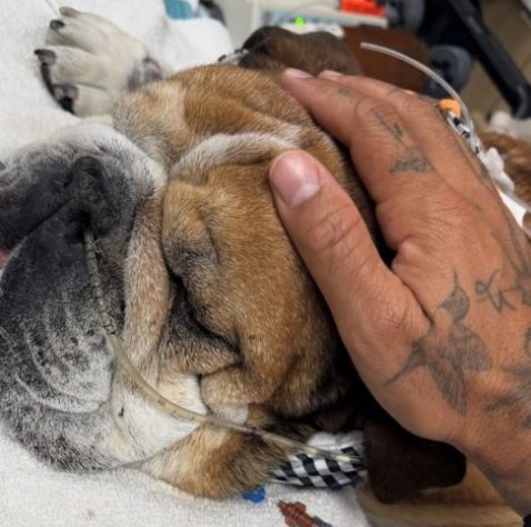Lewis Hamilton e seu cachorro Roscoe – Reprodução @lewishamilton