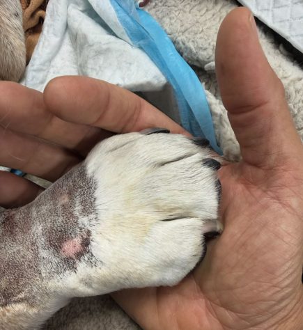 Lewis Hamilton e seu cachorro Roscoe – Reprodução @lewishamilton