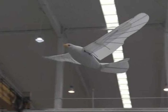 Wind Rider, robô chinês inspirado em aves — Reprodução 