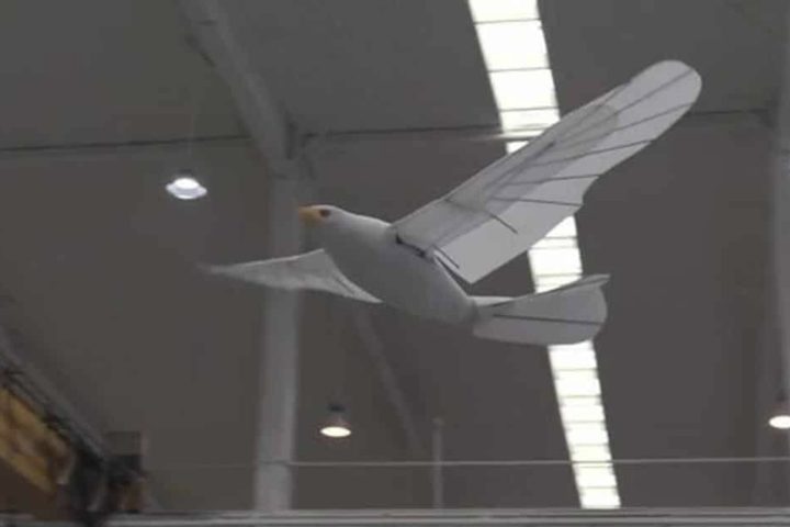 Desde 2019, a China aposta no desenvolvimento de um robÃŽ-pÃ¡ssaro. Na Ã©poca, foi apresentado o â??Wind Riderâ?, desenvolvido pela Bee-eater Technology.