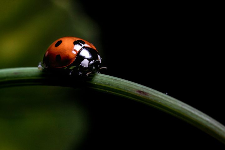 Outras descobertas incluem a joaninha Coeliaria almeidae, encontrada no mesmo local que o besouro arretado. 