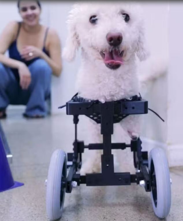 A iniciativa nasceu de um projeto de iniciação científica das alunas Beatriz Miranda e Sarah Mazetti, com apoio do estudante Arthur Dornfeld: 