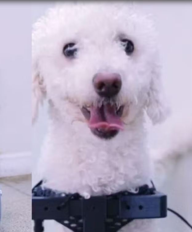 Estudantes do Centro Universitário de Brasília criaram uma cadeira de rodas 3D sob medida para o poodle Bili, que nasceu sem as patas dianteiras. Foram mais de 50 horas de trabalho, escaneamento 3D e testes para garantir conforto e mobilidade. 