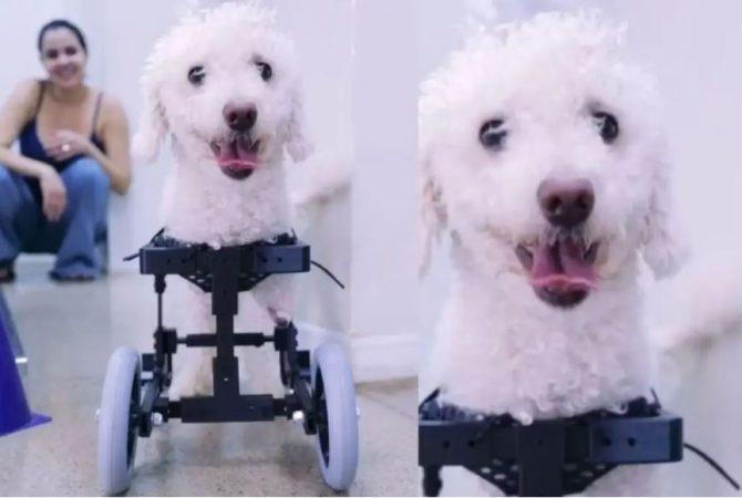 Equipe de loja se une para criar cadeira de rodas para cachorro