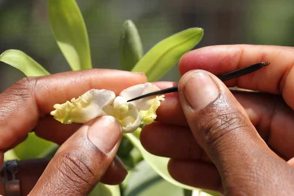 Madagascar é o principal produtor mundial de baunilha, respondendo por cerca de 80% da produção global de alta qualidade.