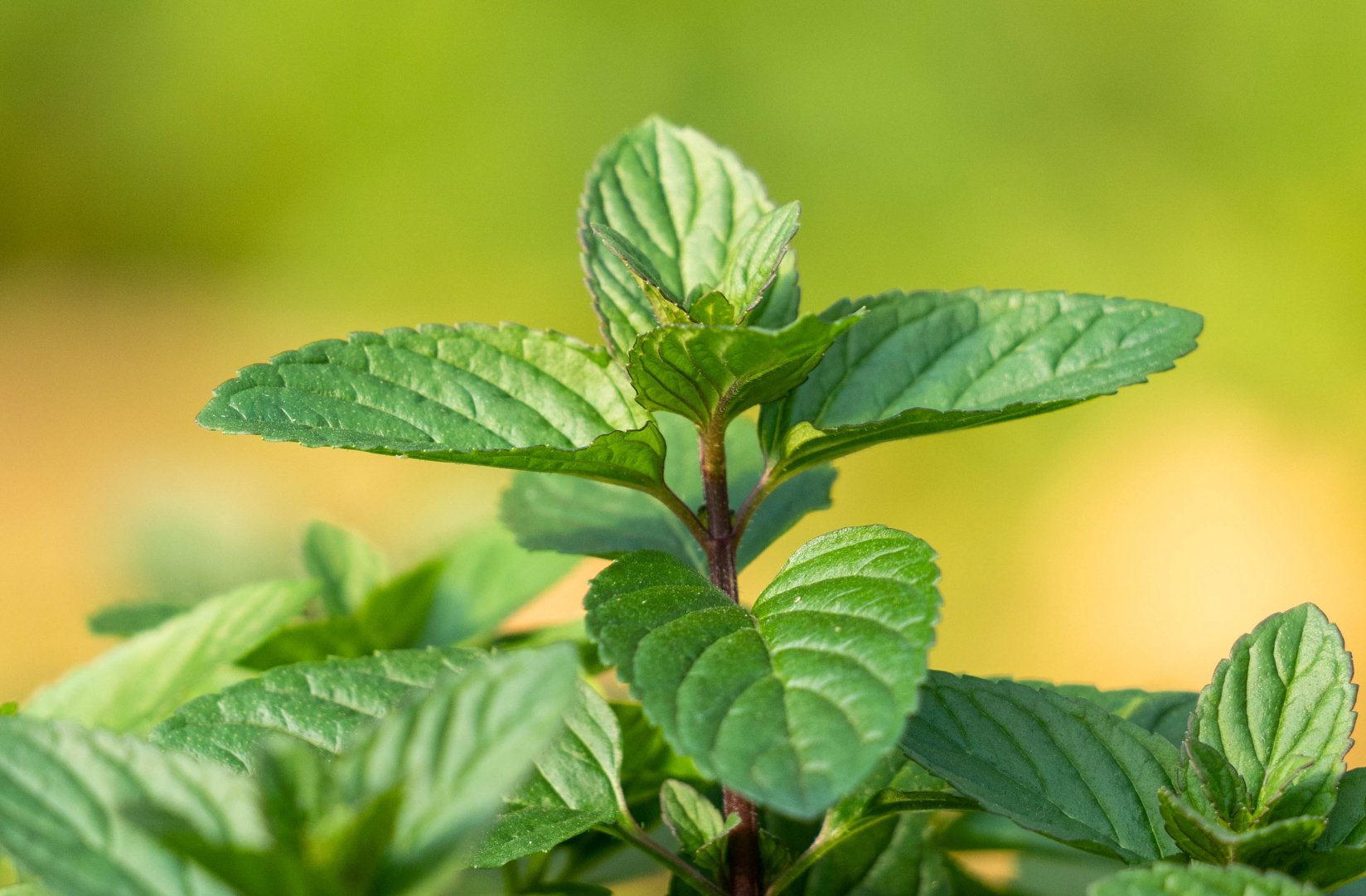 Antes do nome atual, a cidade era conhecida como Yerba Buena, nome de uma planta medicinal nativa. Esse nome refletia a vegetação abundante e o uso tradicional da erva pelos indígenas locais. A troca para 