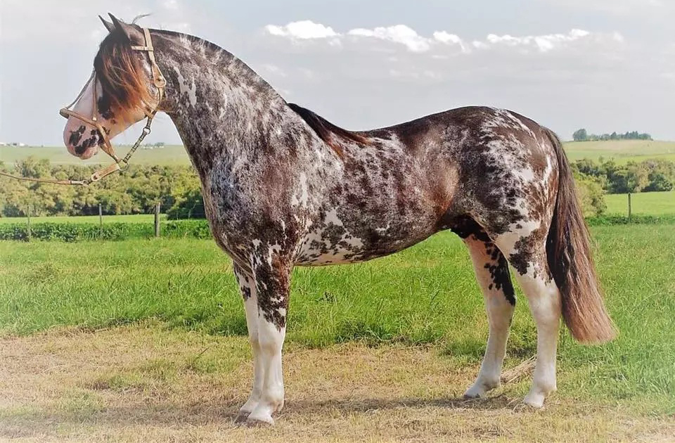 O cavalo crioulo, raça símbolo do Rio Grande do Sul, é conhecido por sua resistência e agilidade. Usado em provas de resistência e no trabalho no campo, é motivo de orgulho para os criadores gaúchos.