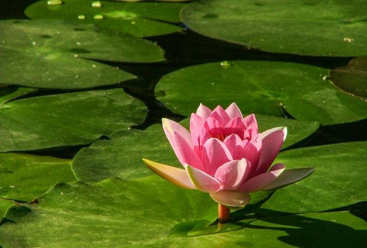 AlÃ©m disso, a vitÃ³ria-rÃ©gia inspirou lendas indÃ­genas, como a histÃ³ria de uma jovem que, encantada com a lua, teria sido transformada na flor.