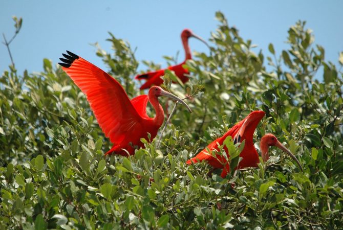 Guará-vermelho “dribla” extinção e volta a se reproduzir; veja animais que podem desaparecer