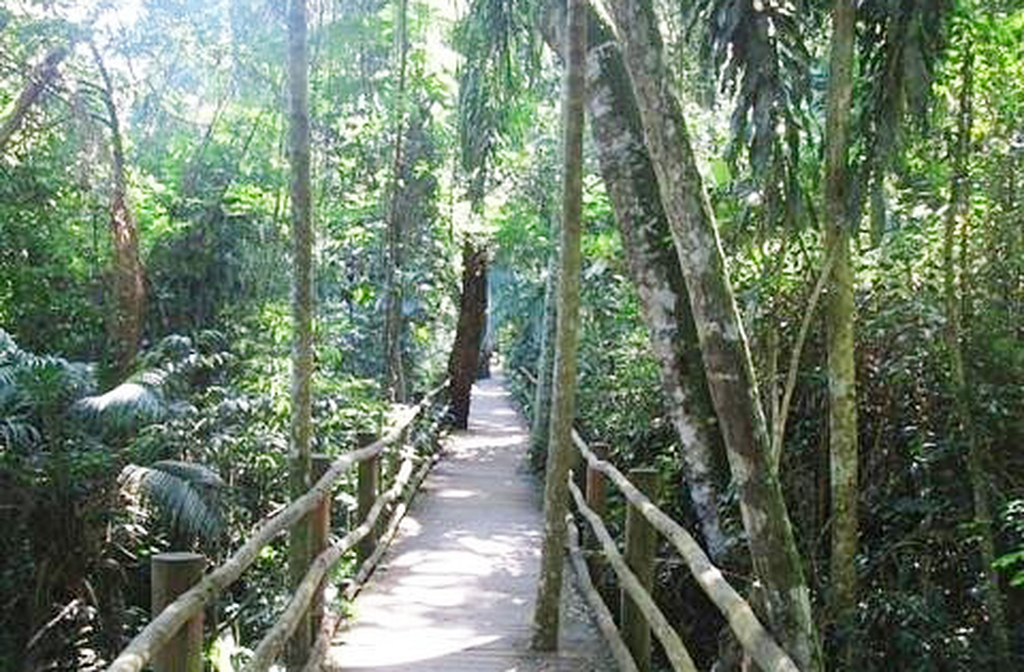 <p>A nascente do riacho foi preservada em uma área de Mata Atlântica ainda conservada. Incorporado ao Parque da Independência, o riacho apresenta trechos do leito original, integrados ao conjunto histórico.</p>
