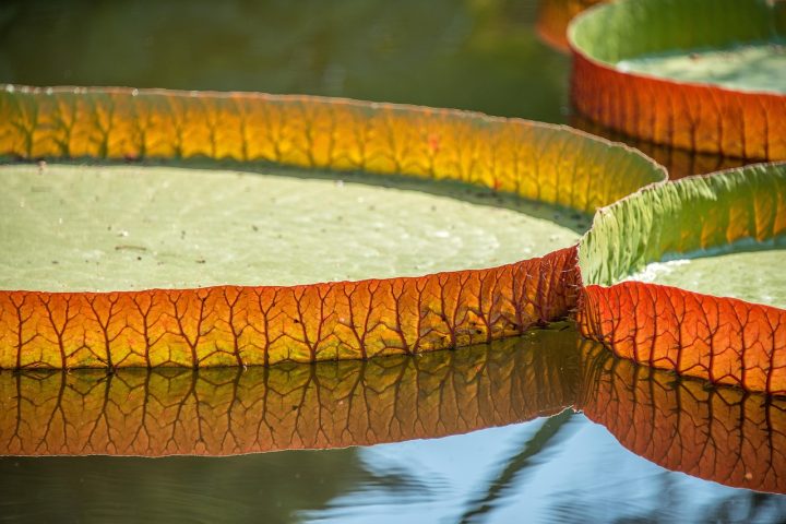 A vitória-régia é uma das plantas aquáticas mais impressionantes do mundo, conhecida por suas folhas gigantes e beleza exuberante.