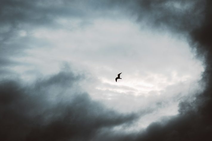 Pássaro voando — Max van den Oetelaar/Unsplash