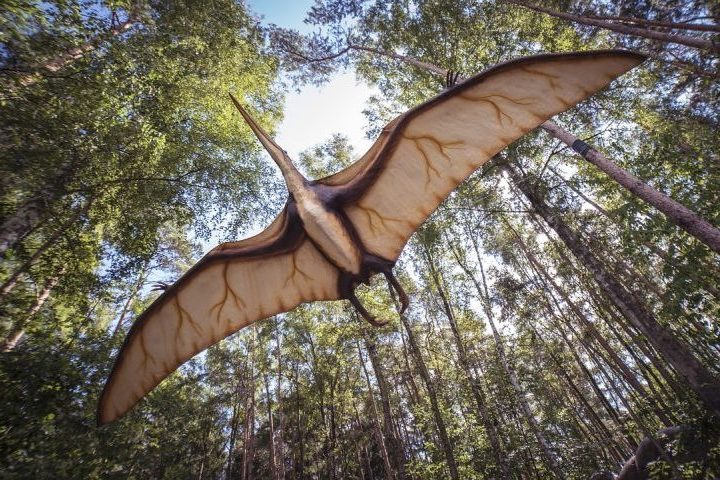“Era um ambiente de águas salobras, ricas em vegetação, onde também viviam pterossauros e outros répteis”, descreveu o paleontólogo Luiz Eduardo Anelli.