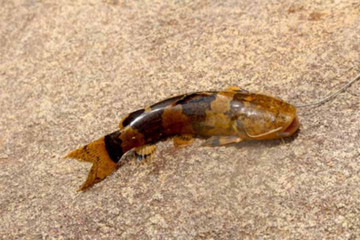 Bagres-abelha (Rhyacoglanis paranensis) peixe - Reprodução de Facebook