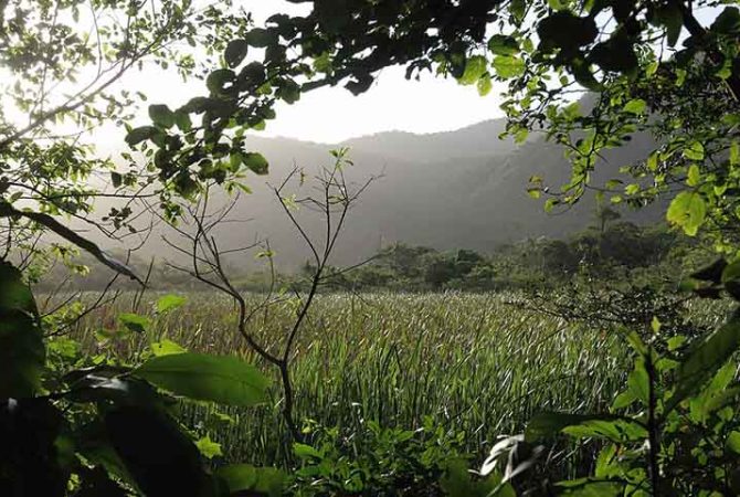 Patrimônio verde e fauna típica: Rio tem a maior floresta urbana do planeta