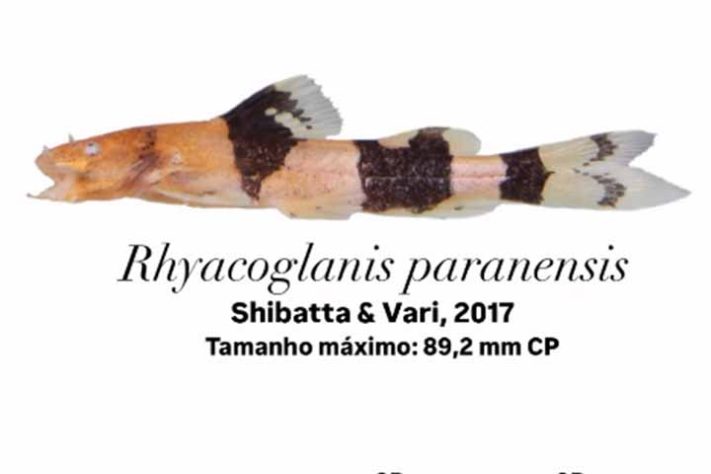 Bagres-abelha (Rhyacoglanis paranensis) peixe - Reprodução do Instagram @heribertogjr