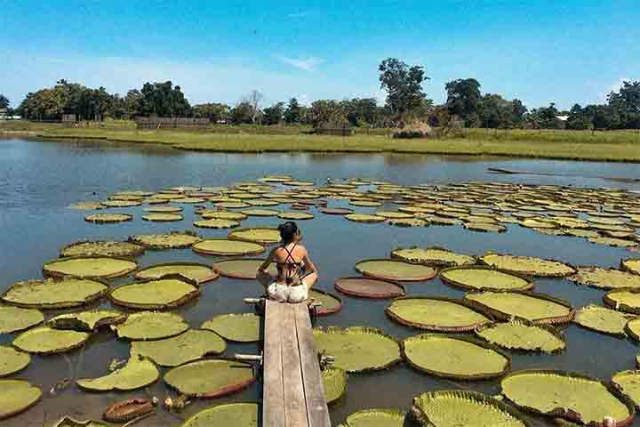 Nessa época, a paisagem se transforma e abre espaço para passeios por igarapés, florestas alagadas e canais tranquilos. 
