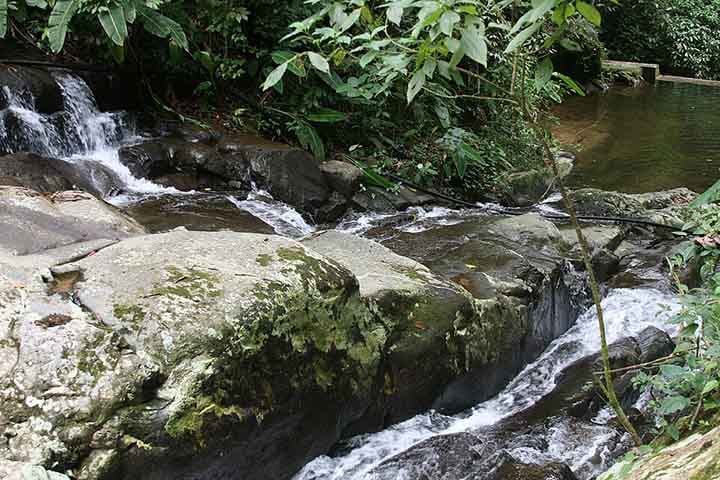 Diante desse contexto, o núcleo florestal é contínuo. Isso é um fator decisivo para a conservação de processos ecológicos e a permissão do deslocamento de espécies de médio e grande porte.