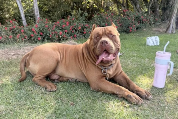 Cão de quase 80 kg viraliza nas redes sociais ao 'adotar' filhote de pato - Arquivo Pessoal