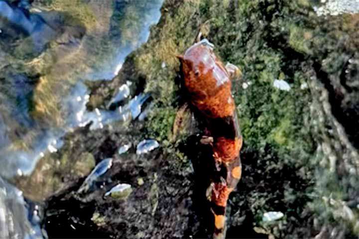 A publicação detalha que os peixes usam a chamada 