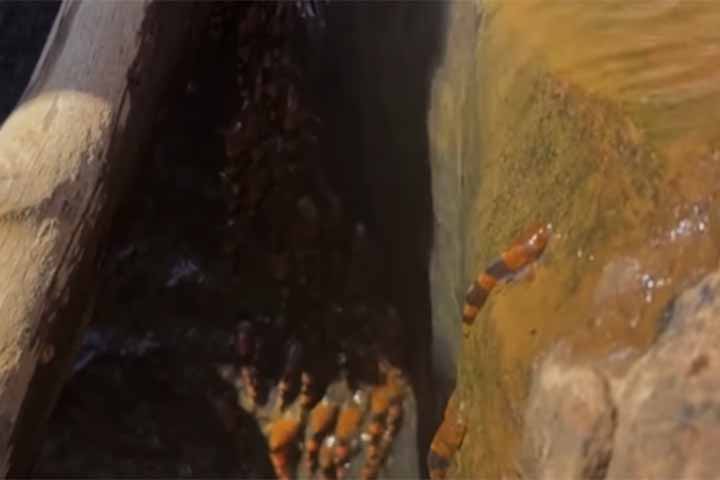 O estudo foi liderado pela professora Manoela Marinho, com apoio de outros pesquisadores da UFMS.