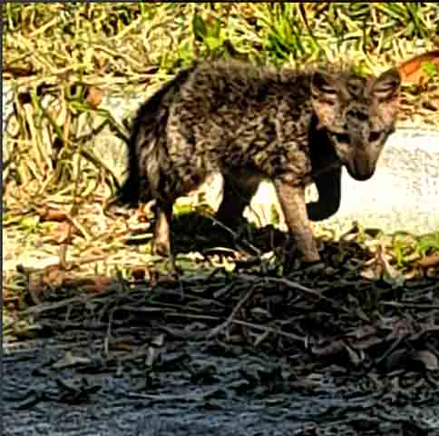O Parque Estadual da Pedra Branca abriga onças-pardas, nascentes e um mosaico raro de biodiversidade urbana. Além de Jequitibás, quaresmeiras, angicos e palmeiras nativas, que compõem o cenário, ao lado de epífitas e bromélias.