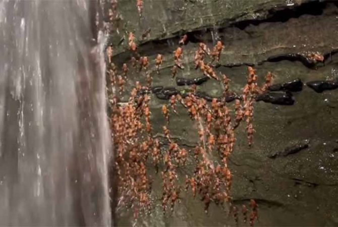 Alpinista? Comportamento inusitado de peixe raro chama a atenção de pesquisadores no MS