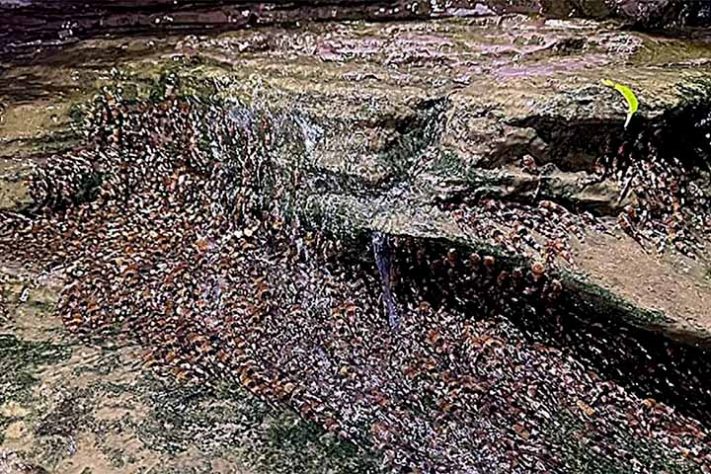 Bagres-abelha (Rhyacoglanis paranensis) peixe - Divulgação