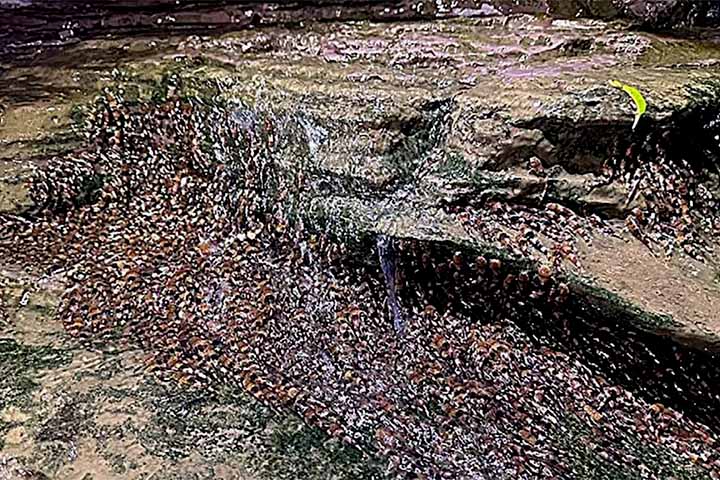 Centenas — e posteriormente milhares — desses peixes migratórios foram vistos subindo paredes rochosas íngremes na Cachoeira do Sossego.