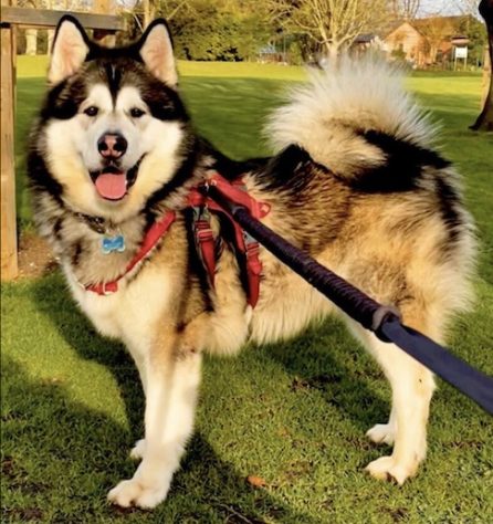 Cachorro gigante de 82 quilos faz sucesso nas redes sociais - Reprodução/Redes Sociais