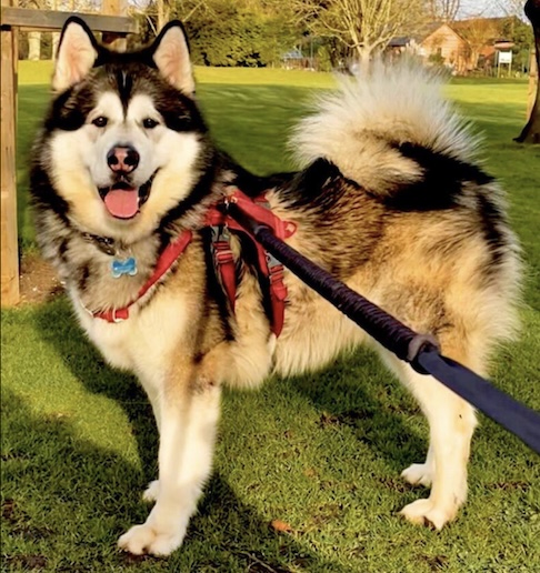 Os passeios com o animal começaram a atrair olhares de curiosos na cidade. “Sempre me perguntam quem está passeando com quem